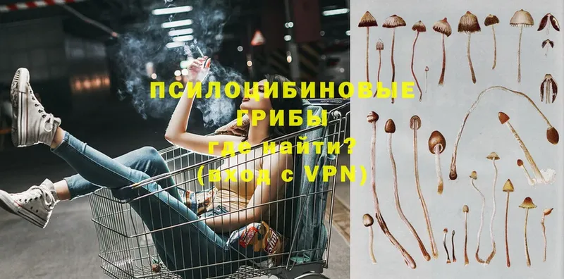 Псилоцибиновые грибы Magic Shrooms  купить   Гаврилов-Ям 